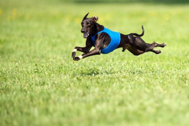 Dog racing in coursing competition