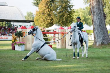 BRATISLAVA, SLOVAKIA - AUGUST 10: Demonstration of classical dressage of Lipizzan stallion during Mercedes-Benz Grand Prix Bratislava, Slovakia on August 10, 2014