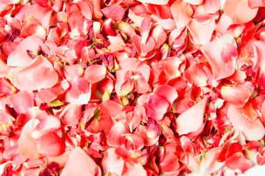 Red rose petals scattered as a background 