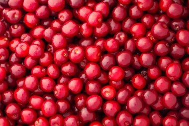 delicious red cherry background