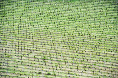 Rows of grape vines vineyard - aerial view 