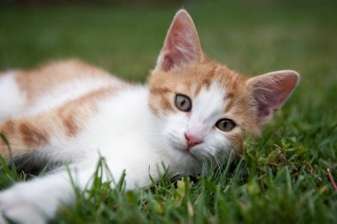 Bahçedeki yeşil çimlerin üzerinde yatan sevimli kedicik.