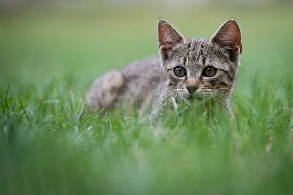 Cute Gray Kitty Lying Green Grass Garden — Stock Photo, Image