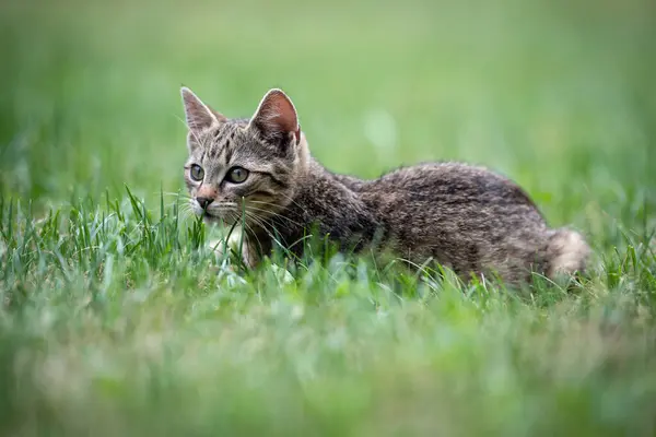 Stock image Cute gray kitty lying on green grass in the garden