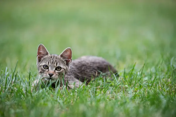 Cute Szary Kotek Leżący Zielonej Trawie Ogrodzie — Zdjęcie stockowe
