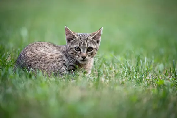 可爱的灰色猫咪躺在花园里的绿草上 — 图库照片