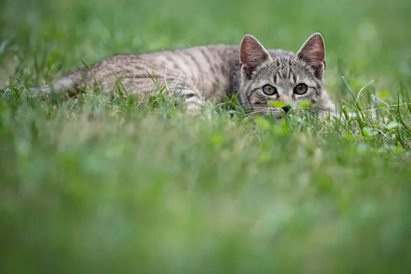 Bahçedeki Yeşil Çimlerin Üzerinde Yatan Sevimli Gri Kedi — Stok fotoğraf