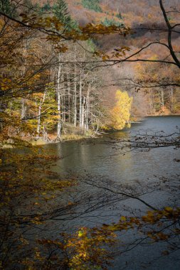 Slovakya 'daki Morske oko Gölü kıyısındaki ağaçların renkleri