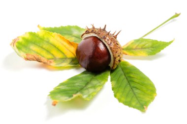 Beyaz arka planda renkli yapraklı kestane