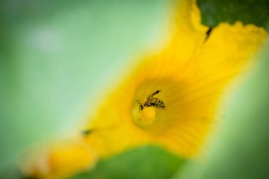 Arı, sebze bahçesinde kabak çiçeğiyle kaplanmış polenle kaplı.