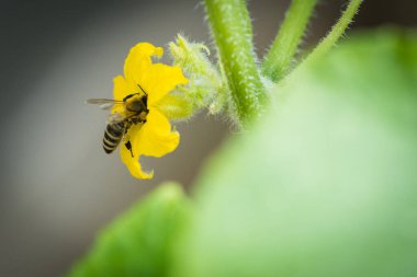 Bir salatalık çiçek pollinating arı
