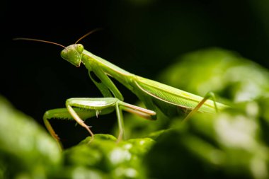 Siyah arkaplan üzerine Dua Eden Peygamberdevesi (Mantis Religiosa) yakın plan