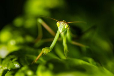 Siyah arkaplan üzerine Dua Eden Peygamberdevesi (Mantis Religiosa) yakın plan