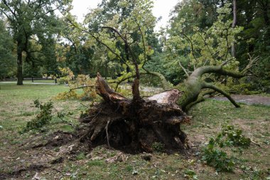 BRATISLAVA, SLOVAKIA - 17 SEP 2024: Janko King City Park, Bratislava, Slovakya 'da rüzgarla devrilen yaşlı ağaç