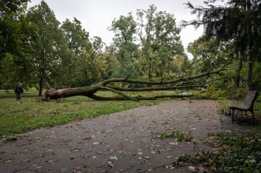 BRATISLAVA, SLOVAKIA - 17 SEP 2024: Janko King City Park, Bratislava, Slovakya 'da rüzgarla devrilen yaşlı ağaç
