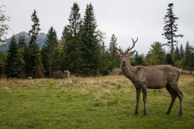 Ormanda erkek kızıl geyik, ulusal park TANAP, Slovakya