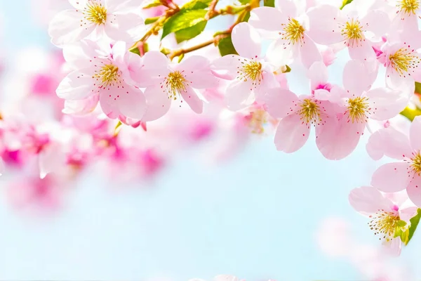 Cherry blossom background, Blurred pastel pink tone, Soft focus, there is an area for text in the corners of the picture. Generative AI.