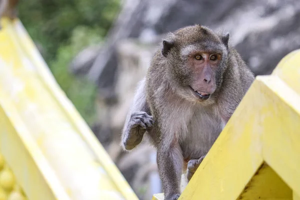 Lindo Mono Riéndose Desorganizado Picores Macaco —  Fotos de Stock