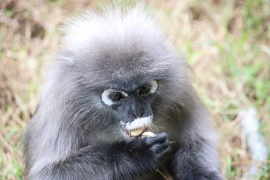Sevimli esmer yaprak maymunu portresi (Trachypithecus obscurus). Karanlık Langur fındık yiyor..