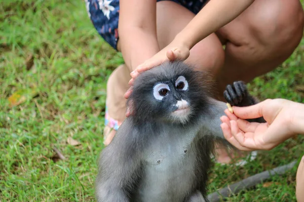Alimentando Acariciando Macaco Selvagem Dusky Folha Trachypithecus Obscurus Conceito Perigo — Fotografia de Stock