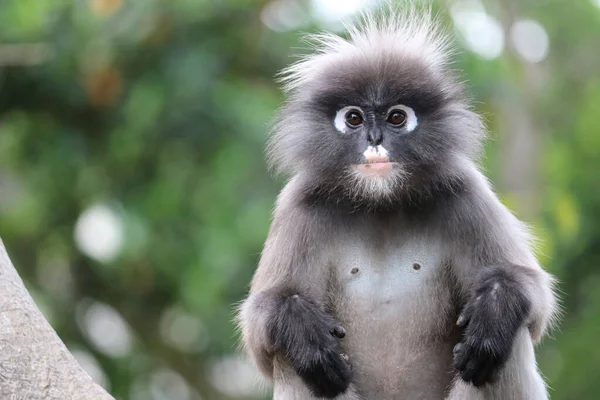 Porträt Eines Niedlichen Erwachsenen Affen Trachypithecus Obscurus — Stockfoto