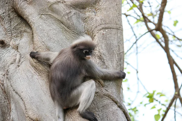 Macaco Adulto Bonito Folha Cremosa Trachypithecus Obscurus Senta Uma Árvore — Fotografia de Stock