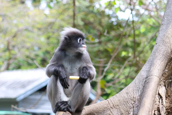 Niedlicher Affe Trachypithecus Obscurus Sitzt Auf Einem Baum Und Isst — Stockfoto