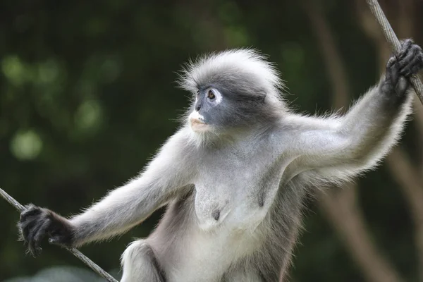 Retrato Macaco Folha Cremosa Idoso Bonito Trachypithecus Obscurus — Fotografia de Stock