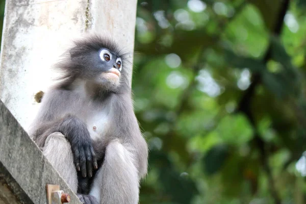 Monyet Daun Kehitaman Muda Yang Lucu Trachypithecus Obscurus Duduk Tiang — Stok Foto