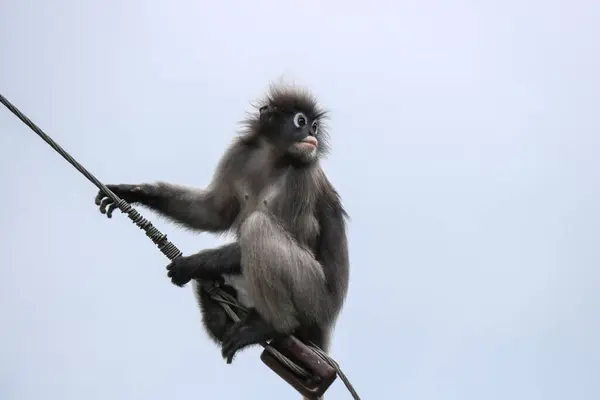 Ein Süßer Affe Trachypithecus Obscurus Sitzt Auf Einem Draht — Stockfoto