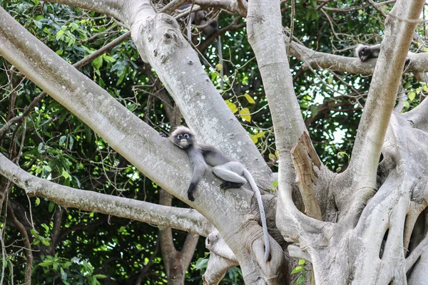 Niedlicher Erwachsener Affe Trachypithecus Obscurus Sitzt Auf Einem Baum Und — Stockfoto