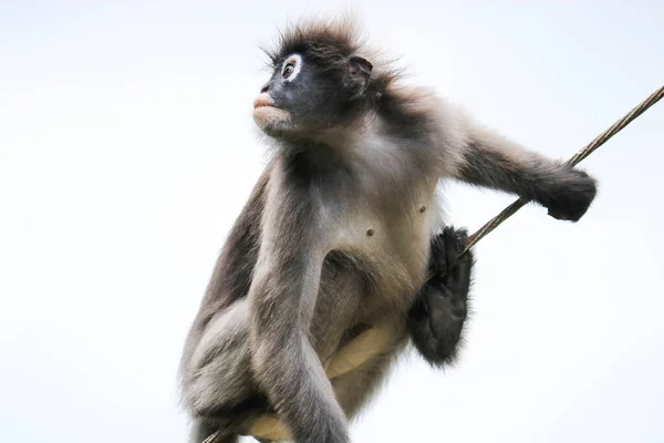 Überrascht Sitzt Der Süße Junge Affe Trachypithecus Obscurus Auf Einem — Stockfoto