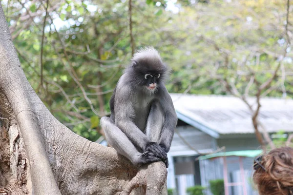 Alimentando Selvagem Bonito Dusky Folha Macaco Trachypithecus Obscurus Conceito Perigo — Fotografia de Stock