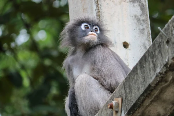 Macaco Folha Cremosa Jovem Bonito Trachypithecus Obscurus Senta Pólo Triste — Fotografia de Stock