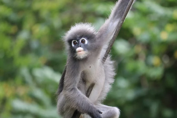 Macaco Folha Cremosa Bonito Trachypithecus Obscurus Pendura Fio — Fotografia de Stock