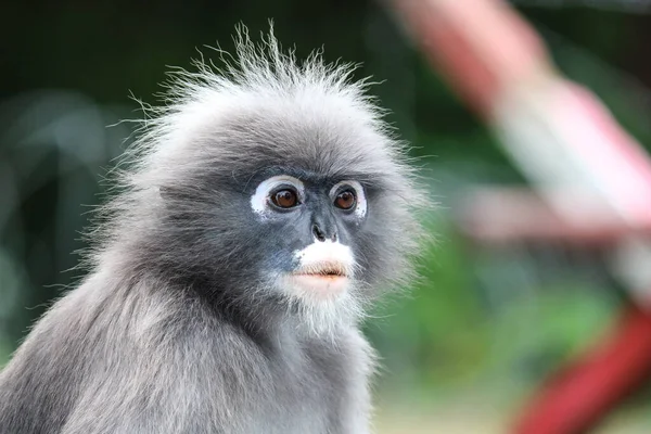Retrato Macaco Adulto Bonito Folha Cremosa Trachypithecus Obscurus — Fotografia de Stock