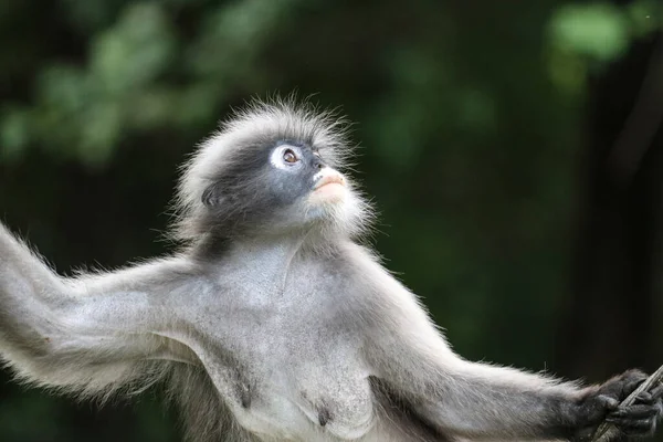 Macaco Fêmea Bonito Folha Cremosa Trachypithecus Obscurus Olha Para Cima — Fotografia de Stock