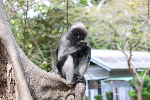 Niedlicher Erwachsener Affe Trachypithecus Obscurus Sitzt Auf Einem Baum Und — Stockfoto