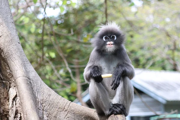 Niedlicher Affe Trachypithecus Obscurus Sitzt Auf Einem Baum Und Isst — Stockfoto