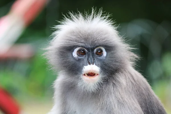 Überrascht Süße Zottelige Dämmerige Blatt Affe Trachypithecus Obscurus Aus Nächster — Stockfoto