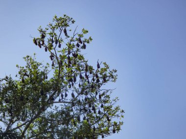 Meyve yarasaları ağaç dallarından baş aşağı sarkıyor. Uçan tilkiler (Pteropus).