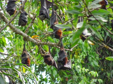 Meyve yarasaları ağaç dallarından baş aşağı sarkıyor. Uçan tilkiler (Pteropus).