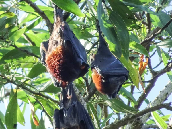 Murciélagos Frutales Cuelgan Boca Abajo Las Ramas Los Árboles Zorros — Foto de Stock
