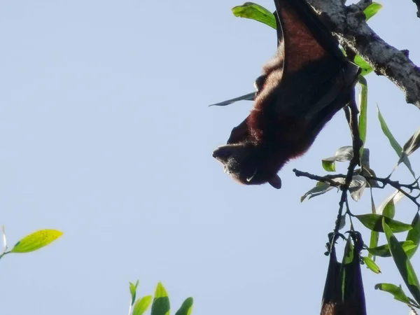 Morcegos Frutas Pendurados Cabeça Para Baixo Galhos Árvores Raposas Voadoras — Fotografia de Stock