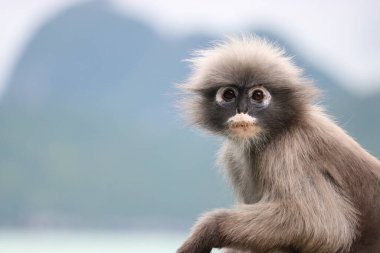 Tatlı, tüylü, yaşlı, esmer yaprak maymunu (Trachypithecus obscurus).