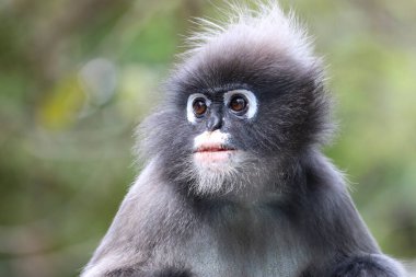 Sevimli bir yetişkin esmer yaprak maymunu portresi (Trachypithecus obscurus).