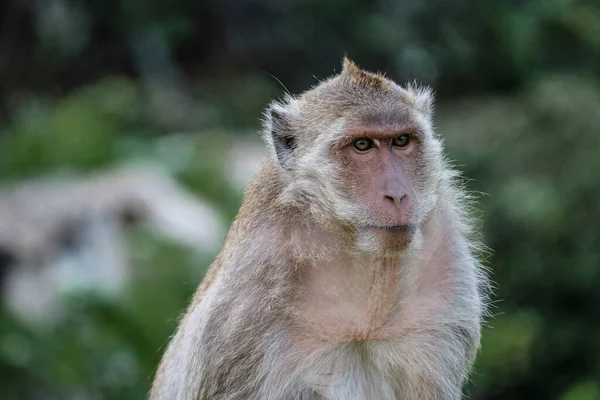Face Adult Macaque Monkeys Wild — Stock Photo, Image