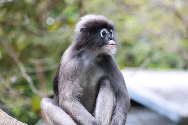 Monyet Daun Kehitaman Jantan Yang Lucu Trachypithecus Obscurus Mendekat — Stok Foto