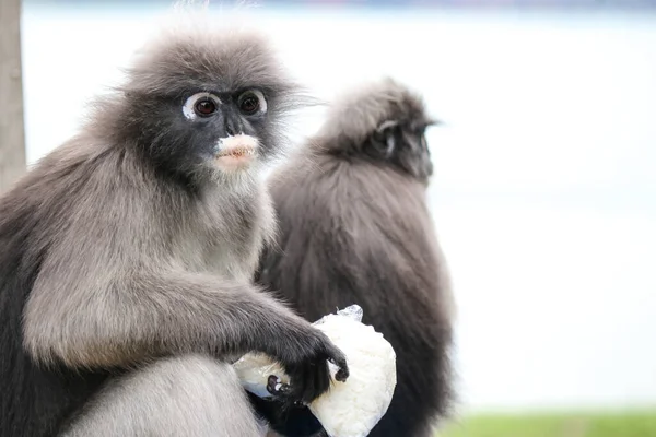 Ein Männlicher Affe Trachypithecus Obscurus Hat Einen Sack Gekochten Reis — Stockfoto