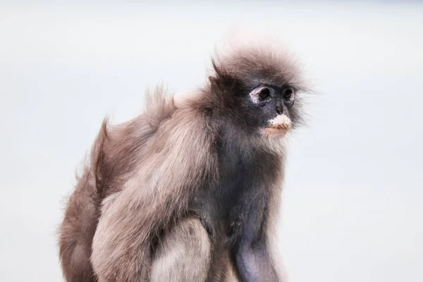 Porträt Eines Niedlichen Älteren Affen Trachypithecus Obscurus — Stockfoto
